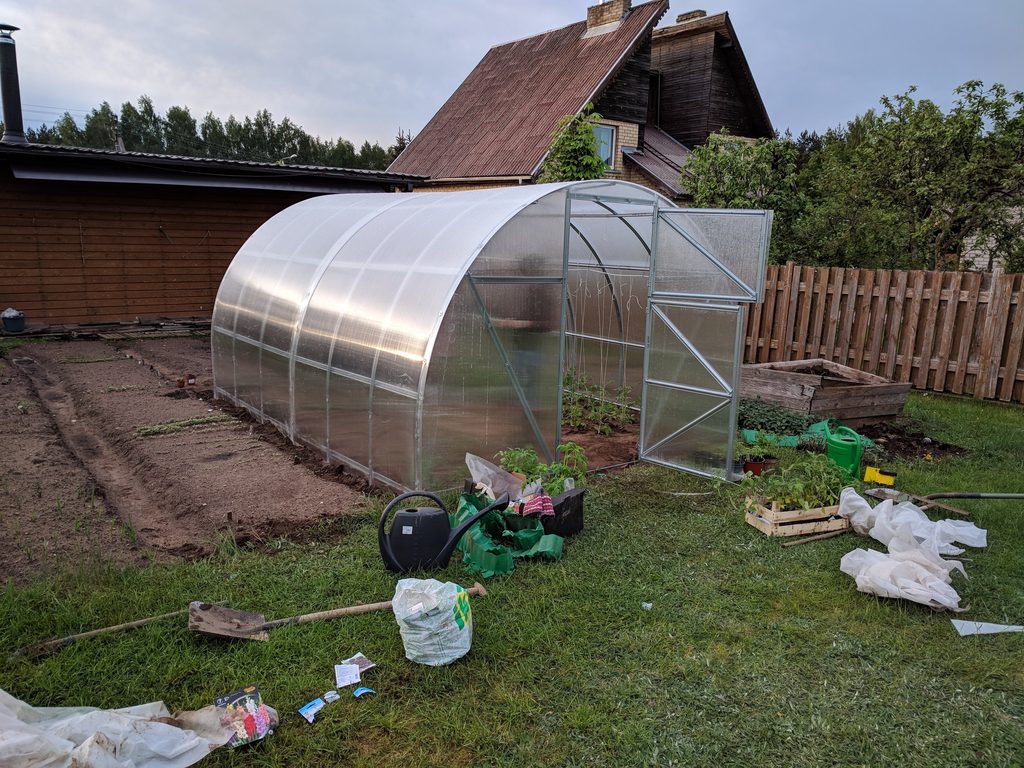 Young tomato plants and hanging support strings inside the greenhouse, with seedlings and watering cans outside.
